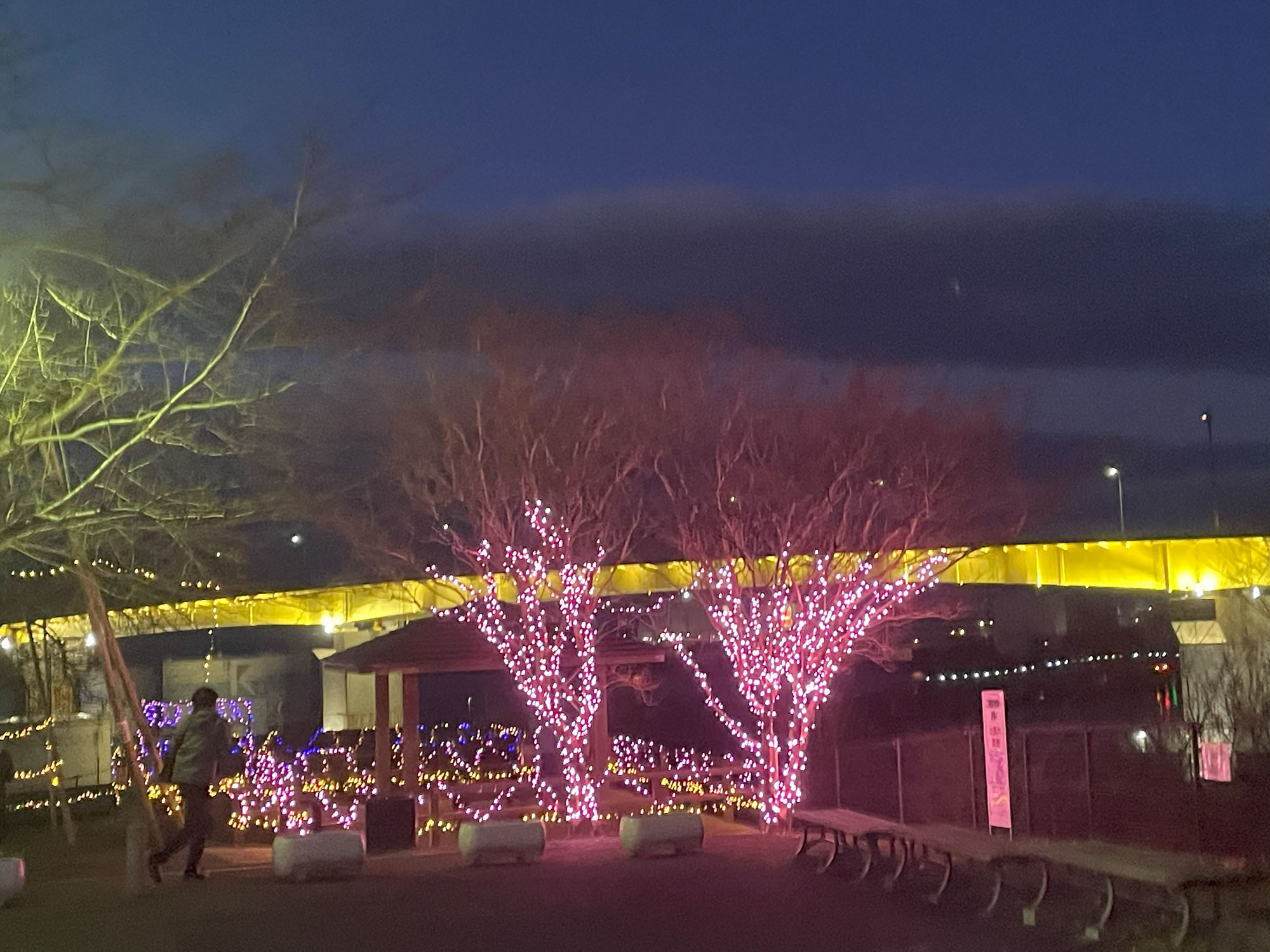 八戸の冬を彩るイルミネーション ~地域活性化への挑戦と展望~🏫🎓